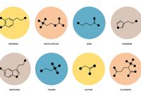 Focus sur les neurotransmetteurs 