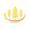 Que sait-on vraiment du gluten ? 